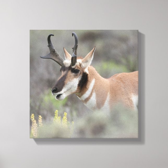 Pronghorn Antelope Buck | Grand Tetons Canvas Print (Front)