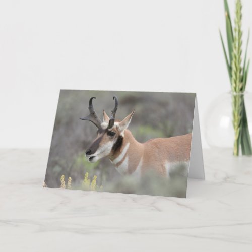 Pronghorn Antelope Buck  Grand Tetons Card