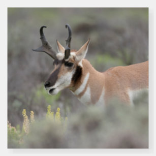 Pronghorn Antelope Buck   Grand Tetons Foam Board