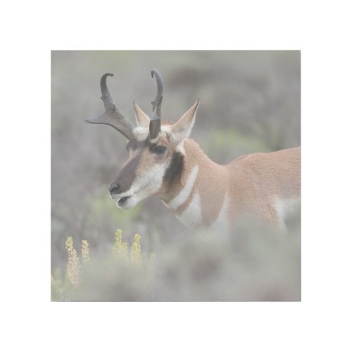 Pronghorn Antelope Buck  Grand Tetons Gallery Wrap