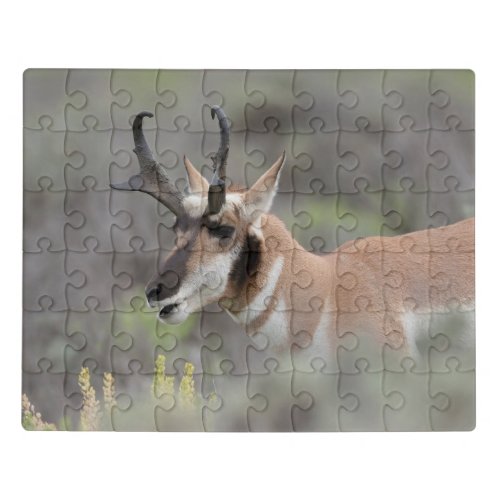 Pronghorn Antelope Buck  Grand Tetons Jigsaw Puzzle