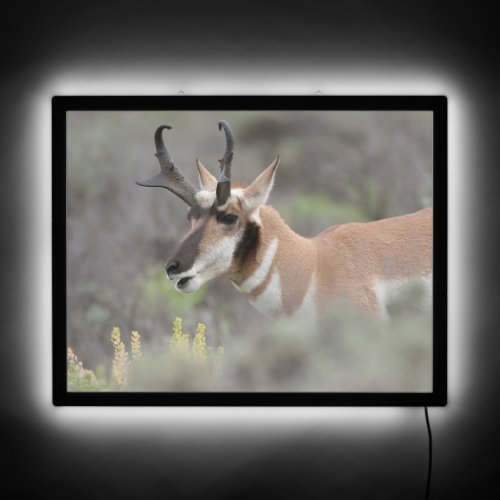 Pronghorn Antelope Buck  Grand Tetons LED Sign