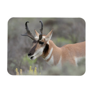 Pronghorn Antelope Buck Grand Tetons Magnet