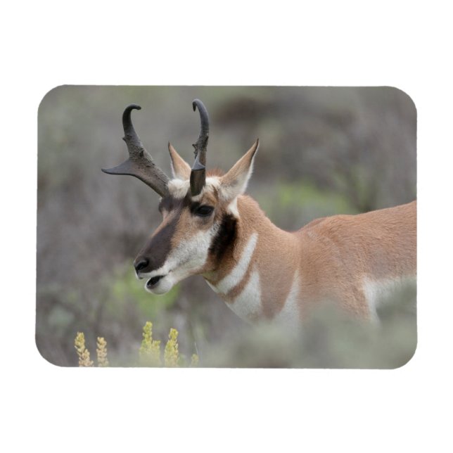 Pronghorn Antelope Buck | Grand Tetons Magnet (Horizontal)