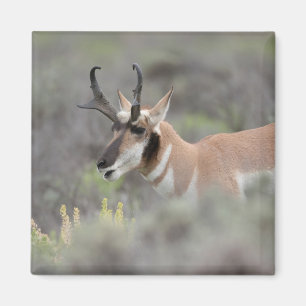 Pronghorn Antelope Buck   Grand Tetons Magnet