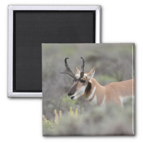 Pronghorn Antelope Buck  Grand Tetons Magnet