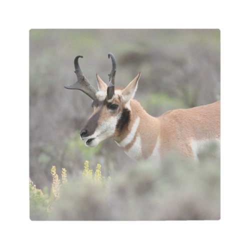 Pronghorn Antelope Buck  Grand Tetons Metal Print