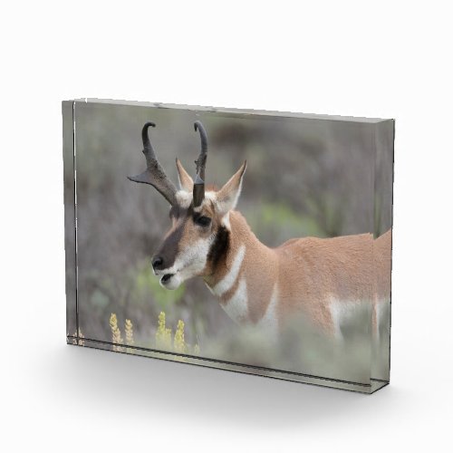 Pronghorn Antelope Buck  Grand Tetons Photo Block