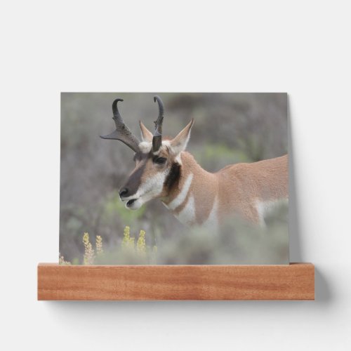 Pronghorn Antelope Buck  Grand Tetons Picture Ledge