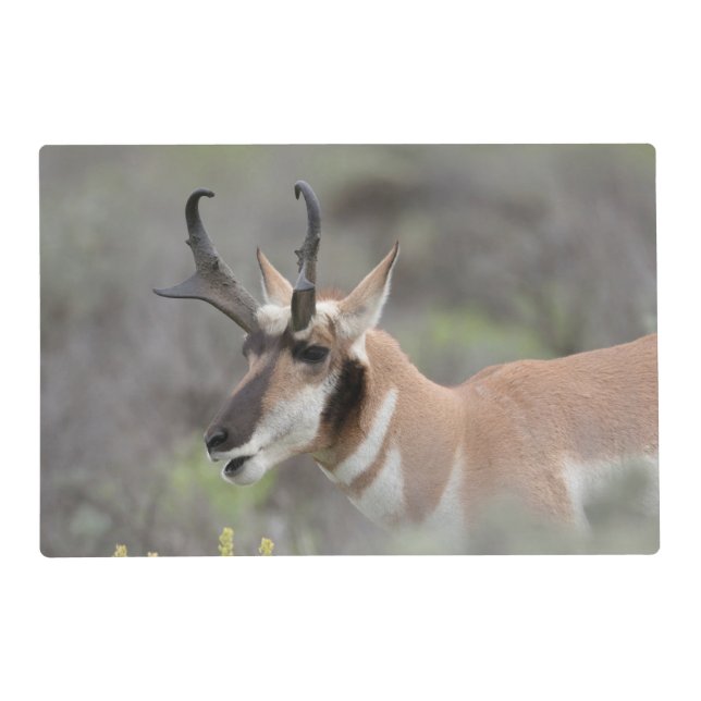 Pronghorn Antelope Buck | Grand Tetons Placemat (Front)