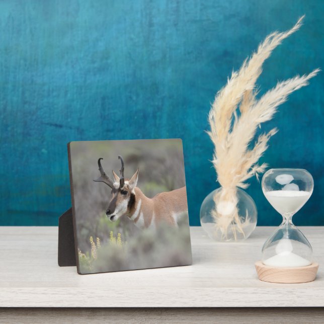 Pronghorn Antelope Buck | Grand Tetons Plaque (Insitu)
