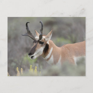 Pronghorn Antelope Buck   Grand Tetons Postcard
