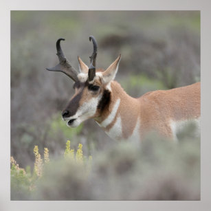 Pronghorn Antelope Buck   Grand Tetons Poster