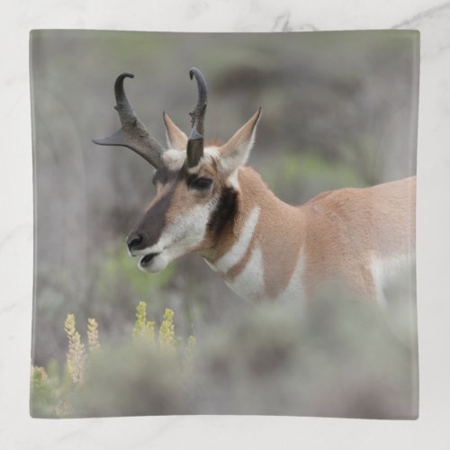 Pronghorn Antelope Buck  Grand Tetons Trinket Tray