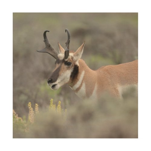 Pronghorn Antelope Buck  Grand Tetons Wood Wall Art