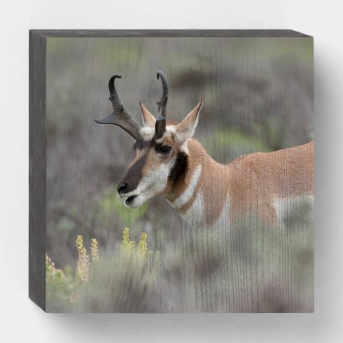 Pronghorn Antelope Buck  Grand Tetons Wooden Box Sign