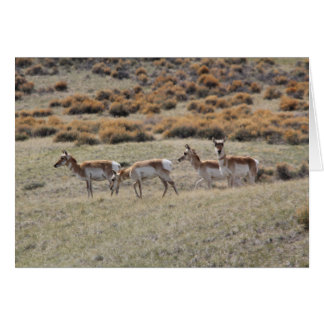 Pronghorn Antelope Cards