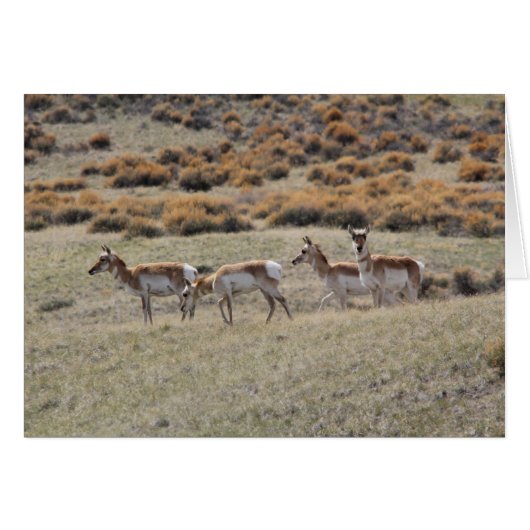 Pronghorn Antelope Cards (Front Horizontal)