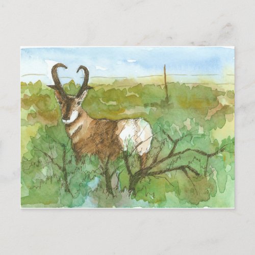 Pronghorn Antelope Desert Landscape Watercolor Postcard