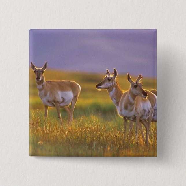 Pronghorn Antelope in Montana Button (Front)