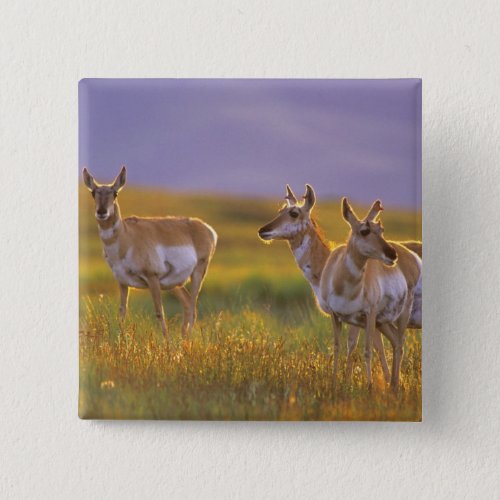 Pronghorn Antelope in Montana Button