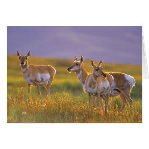 Pronghorn Antelope in Montana Cards