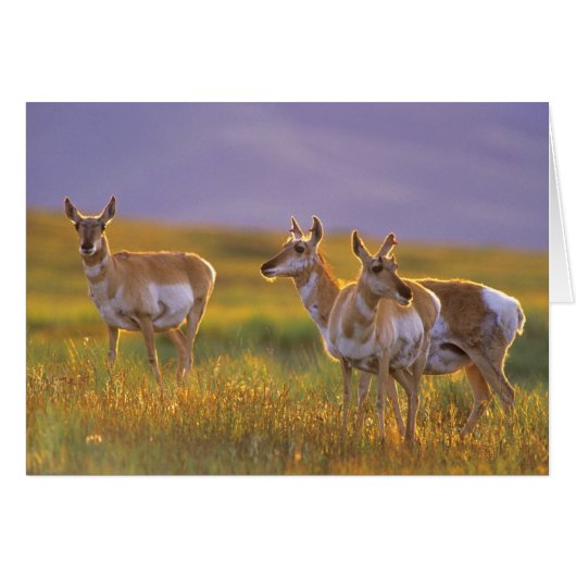Pronghorn Antelope in Montana Cards (Front Horizontal)