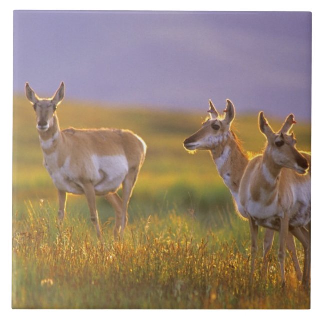 Pronghorn Antelope in Montana Ceramic Tile (Front)