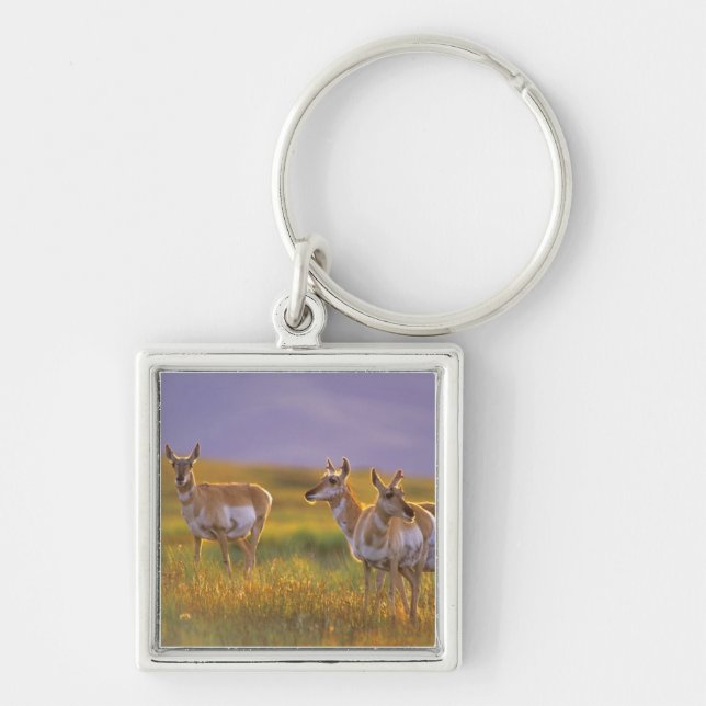 Pronghorn Antelope in Montana Keychain (Front)