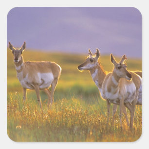 Pronghorn Antelope in Montana Square Sticker