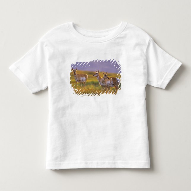 Pronghorn Antelope in Montana Toddler T-shirt (Front)