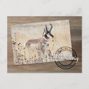 Pronghorn Antelope Photo on Wood - Wyoming WY USA Postcard