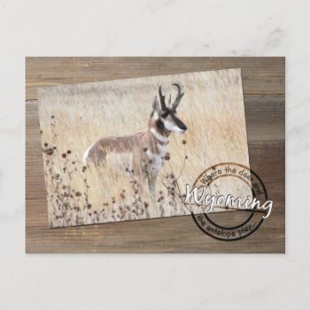 Pronghorn Antelope Photo On Wood - Wyoming Wy Usa Postcard by gilmoregirlz at Zazzle