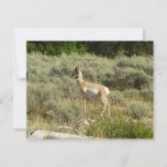 Pronghorn at Grand Teton National Park