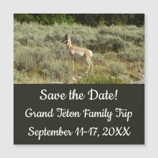 Pronghorn at Grand Teton National Park
