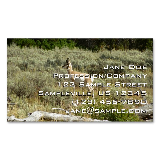 Pronghorn at Grand Teton National Park Business Card Magnet (Front)