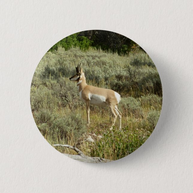 Pronghorn at Grand Teton National Park Button (Front)