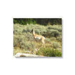 Pronghorn at Grand Teton National Park Canvas Print