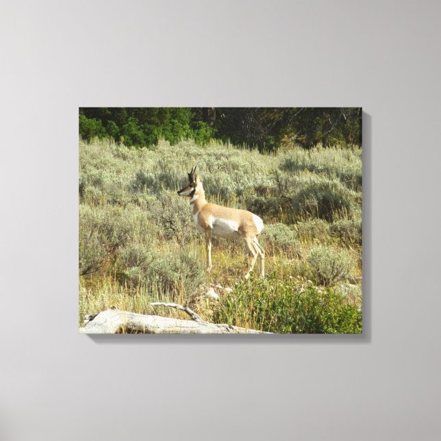 Pronghorn at Grand Teton National Park Canvas Print (Front)