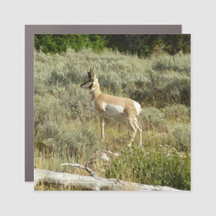 Pronghorn at Grand Teton National Park Car Magnet