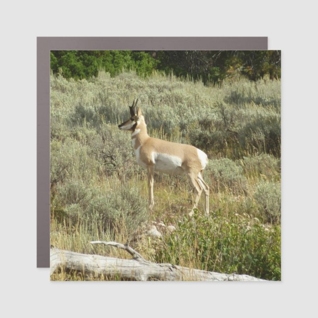 Pronghorn at Grand Teton National Park Car Magnet (Front)