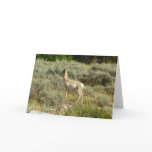 Pronghorn at Grand Teton National Park Card