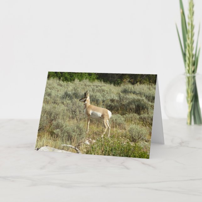 Pronghorn at Grand Teton National Park Card (Front)