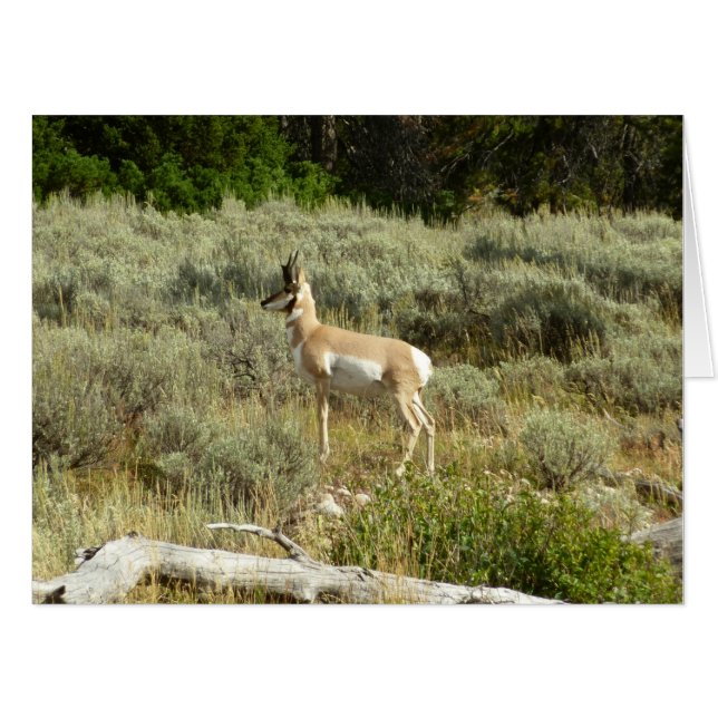 Pronghorn at Grand Teton National Park Card (Front Horizontal)