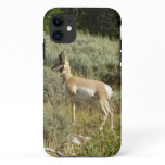 Pronghorn at Grand Teton National Park iPhone 11 Case
