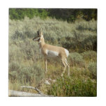 Pronghorn at Grand Teton National Park Ceramic Tile