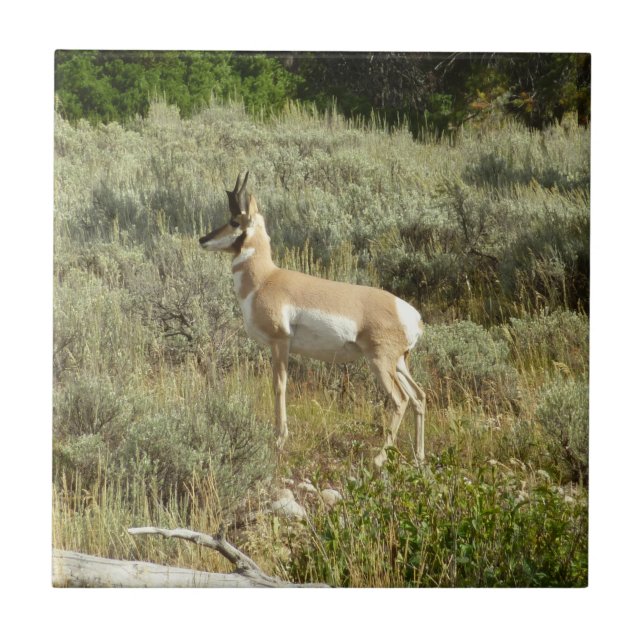 Pronghorn at Grand Teton National Park Ceramic Tile (Front)