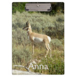 Pronghorn at Grand Teton National Park Clipboard