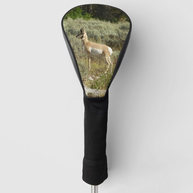 Pronghorn at Grand Teton National Park Golf Head Cover (Front)