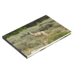 Pronghorn at Grand Teton National Park Guest Book